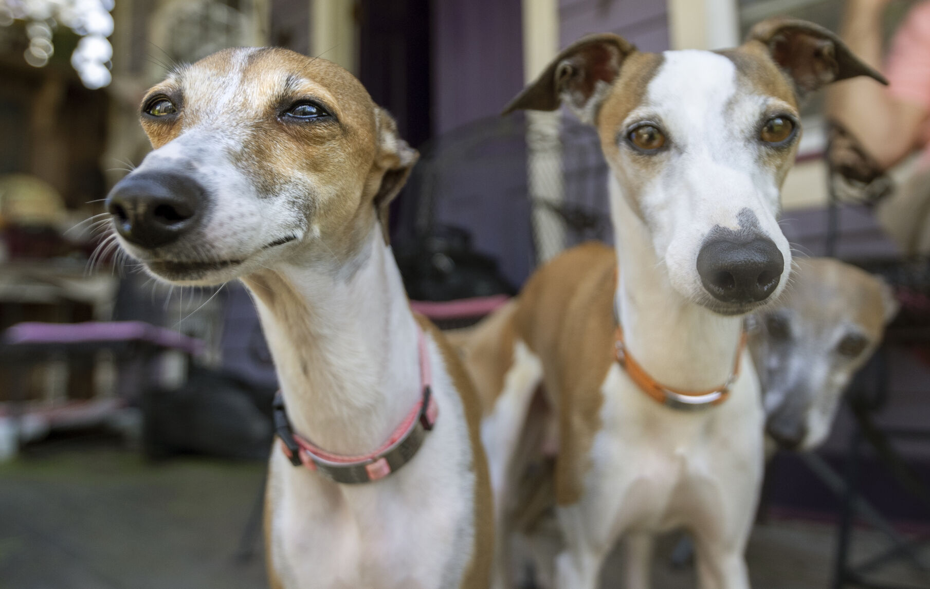 NO.dogs.nc.072722.1455.JPG